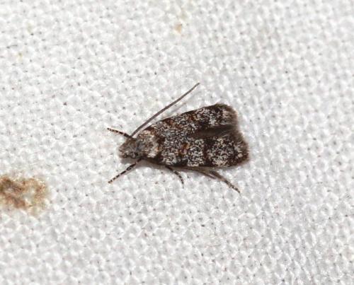 Symmoca sp.